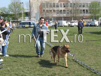 Peste 650 de câini au defilat pe Stadionul „Carpați”, la expoziția organizată la Brașov 13 article_253491_2.jpg
