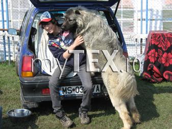 Peste 650 de câini au defilat pe Stadionul „Carpați”, la expoziția organizată la Brașov 15 article_253491_4.jpg