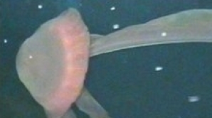 Meduză gigantică, filmată în Golful Mexic 5 | MyTex.ro