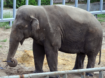 Un elefant din Kiev a fost otrăvit 5 | MyTex.ro