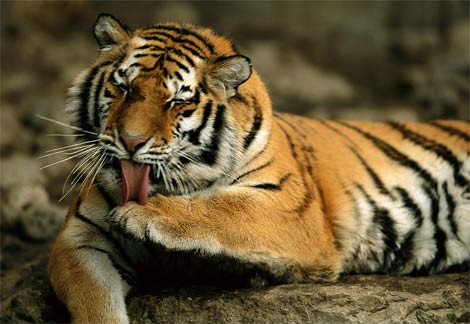 Tigri siberieni schimbați pe leoparzi persani 5 | MyTex.ro