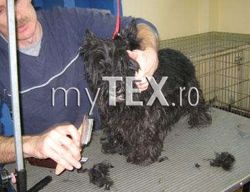 Și câinii au nevoie de stiliști 7 | MyTex.ro