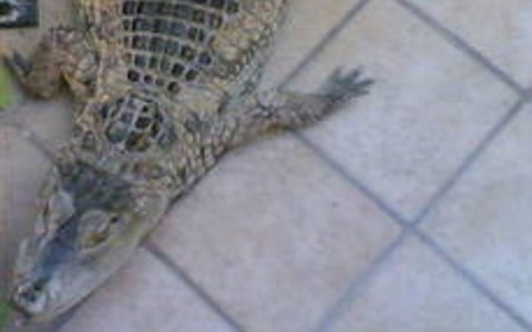 Atacat pe scenă de un aligator! 5 | MyTex.ro