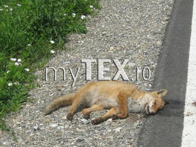 În Râșnov a fost găsită o vulpe turbată 5 | MyTex.ro