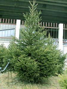 Brașov. Elevii și pompierii ISU au plantat puieți de brad 5 | MyTex.ro