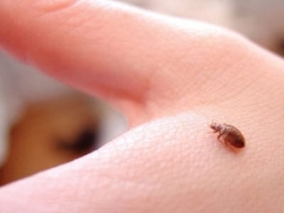New York-ul, invadat de ploșnițe 5 | MyTex.ro