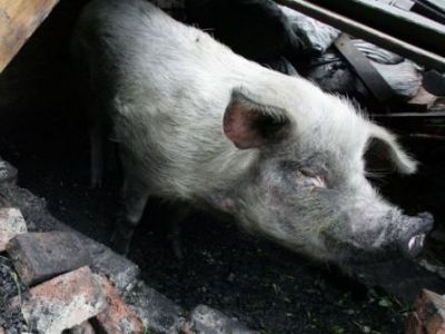 Un porc este „cetățean de onoare“, în China 5 | MyTex.ro