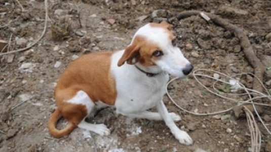 Un câine a fost luat pe sus de o furtună 7 | MyTex.ro