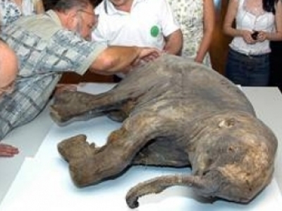 Cel mai "bătrân" pui de mamut, expus la Paris 5 | MyTex.ro