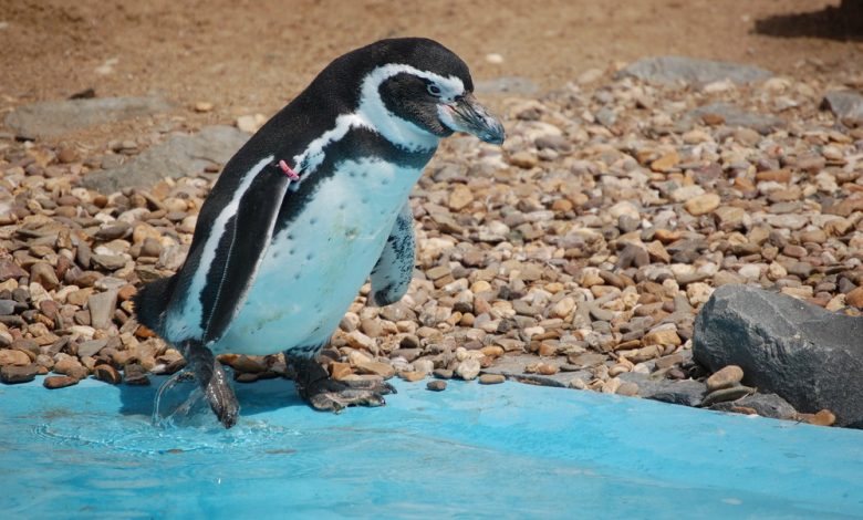 Pinguin răpit de la grădina zoologică 5 | MyTex.ro
