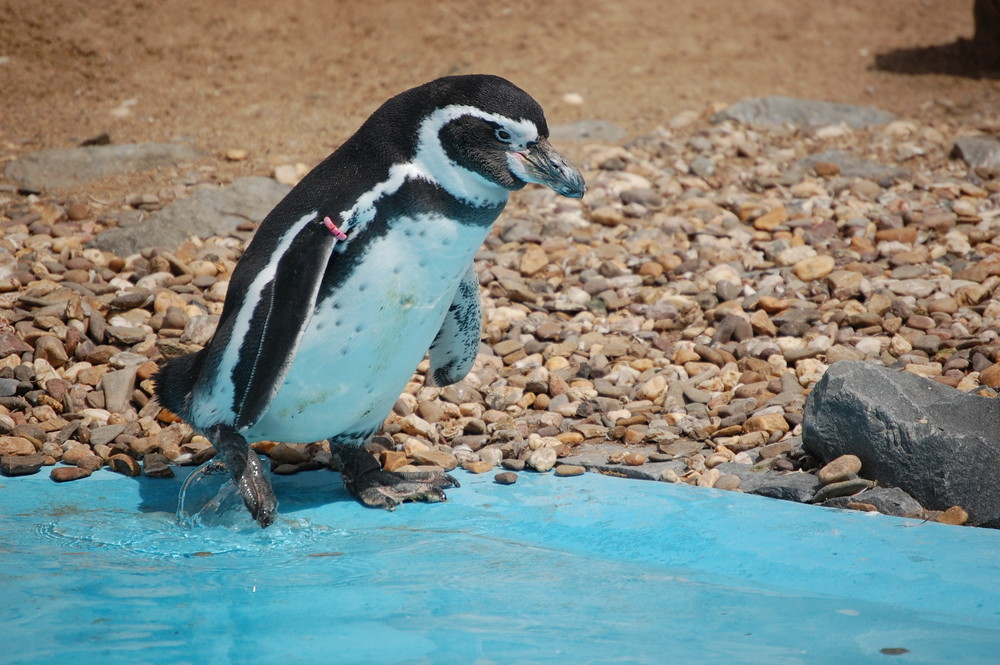 Pinguin răpit de la grădina zoologică 6 article_259915_1.jpg