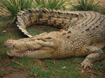 Spitalizat după ce a călărit un crocodil 5 | MyTex.ro