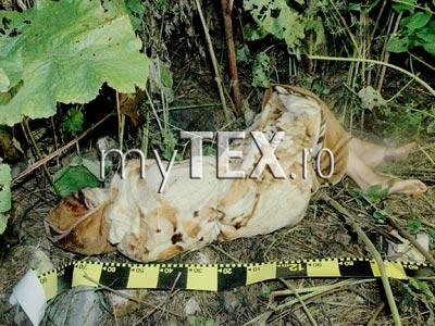 O tânără din Brașov a fost ucisă și abandonată pe un câmp de lângă Tărlungeni 5 | MyTex.ro