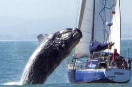 Yacht atacat de o balenă uriașă 5 | MyTex.ro
