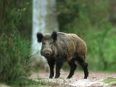 Un român a fost împușcat de braconieri 5 | MyTex.ro