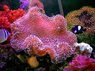 Oamenii au gene comune cu bureții de mare 5 | MyTex.ro