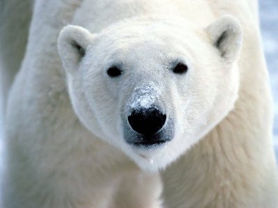 Un bloc de gheață gigantic s-a desprins dintr-un ghețar 5 | MyTex.ro