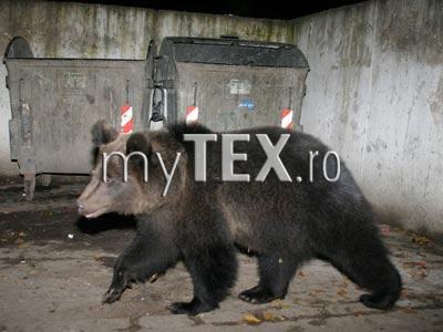 | MyTex.ro
