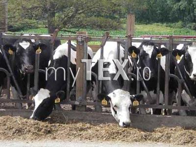 Încă trei săptămâni pentru subvenții în zootehnie 5 | MyTex.ro