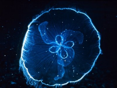 Plaje invadate de meduze 5 | MyTex.ro