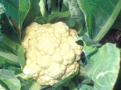 Conopida ajută la detoxifierea organismului 5 | MyTex.ro