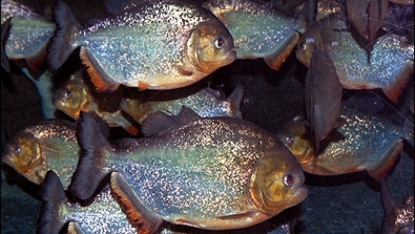 Pești piranha au apărut într-un lac din Polonia 5 | MyTex.ro