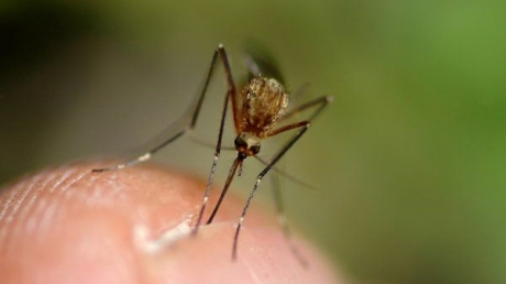 Grecia: 32 de oameni, infectați cu virusul West Nile 5 | MyTex.ro