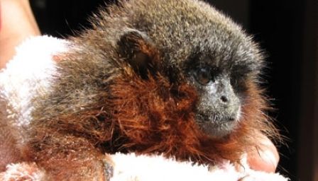 A fost descoperită o noua specie de maimuță 5 | MyTex.ro
