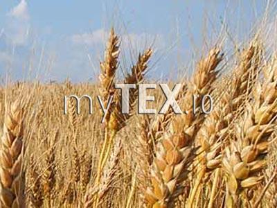 Pentru suportarea prețului la grâu 5 | MyTex.ro