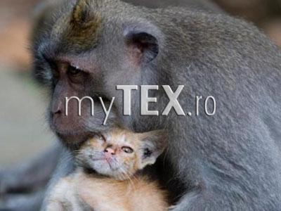 | MyTex.ro