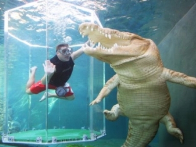 Turiștii pot înota printre crocodili 5 | MyTex.ro