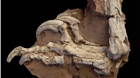 Balaurul bondoc - O nouă specie de dinozaur descoperită în România 5 | MyTex.ro