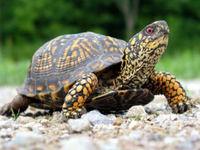 Festin cu broaște organizat în urmă cu 12.000 de ani 5 | MyTex.ro