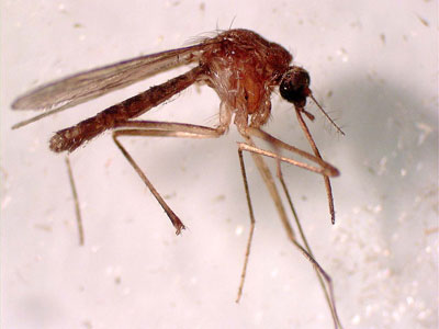 Virusul West Nile nu are tratament specific 5 | MyTex.ro