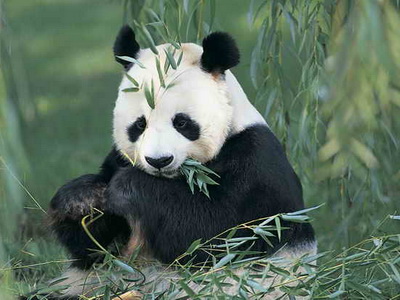 Se caută îngrijitori de urși panda 7 | MyTex.ro