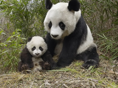 Se caută îngrijitori de urși panda 9 article_264319_2.jpg