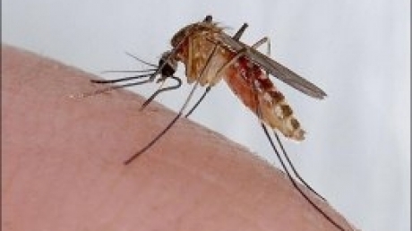 Cazuri noi de infectare cu virusul West Nile 5 | MyTex.ro