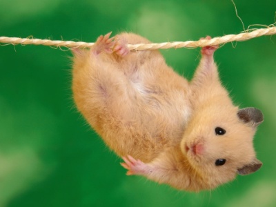 Condamnat la închisoare pentru că și-a ucis hamsterul 5 | MyTex.ro