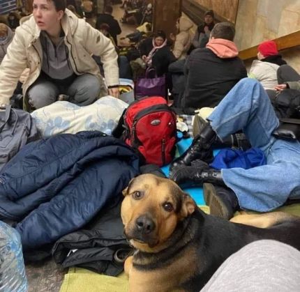 ATENȚIE! ANSVSA anunță derogări pentru intrarea în România a animalelor de companie din Ucraina 7 | MyTex.ro