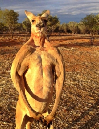 cangur Roger-the-Kangaroo2_184589.jpg
