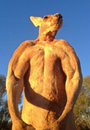 cangur Roger-the-Kangaroo4_184588.jpg