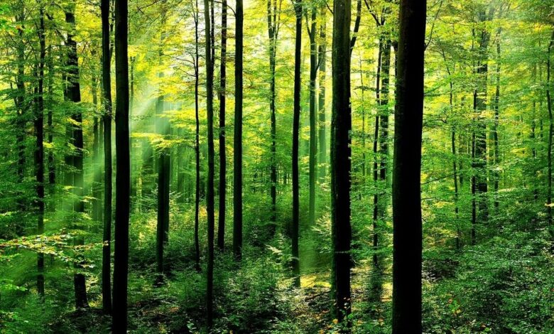Ecologiștii nu cred în Certificatul PEFC obținut de „Abatorul de păduri“ de la Reci 5 | MyTex.ro