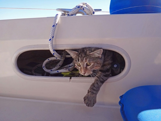 couple-sells-everything-travels-world-cat-matt-jessica-johns