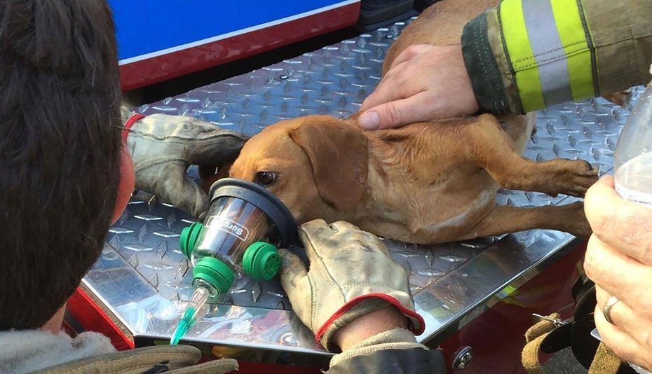 dog-saved-fire.jpg