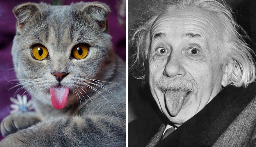 einstein-cat-melissa-alina-esther-14.jpg