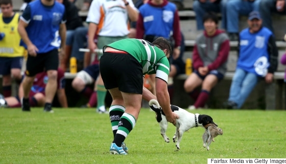 iepurerugby.jpg
