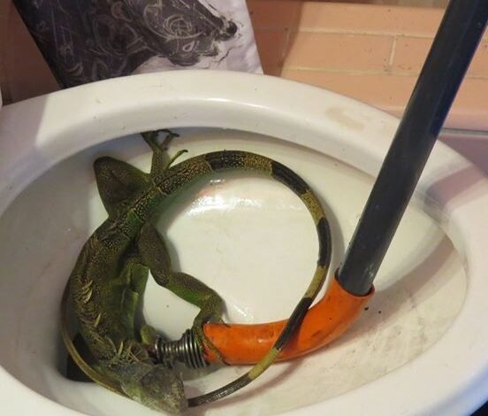 Instalatorii au scos o iguană din WC! 5 | MyTex.ro