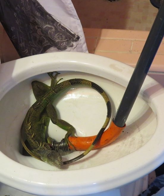 iguana1.jpg