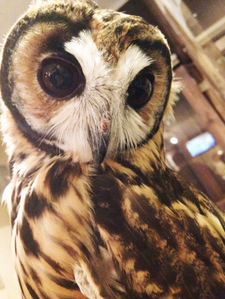 owl-cafe-ikefukuroucafe-tokyo-17_186139.jpg