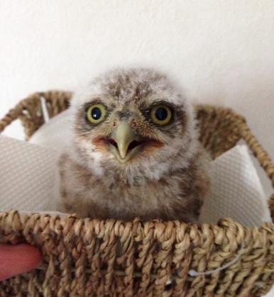 owl-cafe-ikefukuroucafe-tokyo-22_186141.jpg